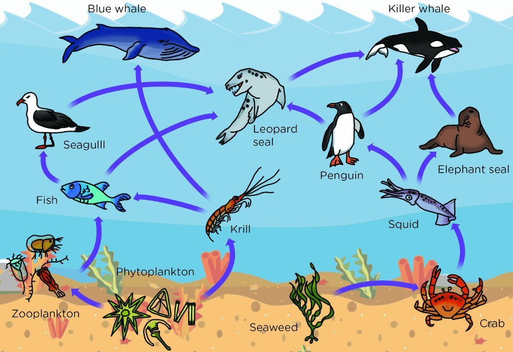 Marine Phytoplankton - the foundation of the food chain